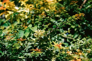 Conhe&ccedil;a plantas para cultivar em casa e fugir dos sach&ecirc;s de mercado