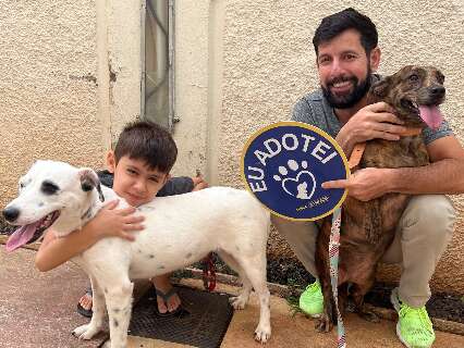 Pra&ccedil;a da Bol&iacute;via ter&aacute; feira de ado&ccedil;&atilde;o exclusiva de c&atilde;es adultos 