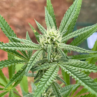  Evento itinerante de cannabis medicinal chega &agrave; UFMS nesta sexta