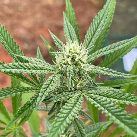  Evento itinerante de cannabis medicinal chega &agrave; UFMS nesta sexta