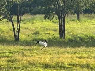 Tuiui&uacute;, s&iacute;mbolo do Pantanal, tamb&eacute;m aparece em outras regi&otilde;es do Pa&iacute;s