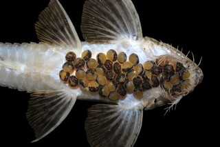 Bioparque Pantanal atinge marca de 100 esp&eacute;cies reproduzidas sob cuidado humano