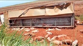 Caminh&atilde;o com porcos tomba em curva e deixa dezenas de animais mortos