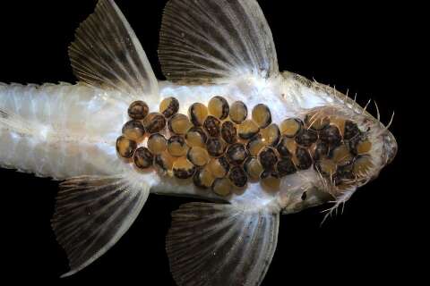 Bioparque Pantanal atinge marca de 100 esp&eacute;cies reproduzidas sob cuidado humano