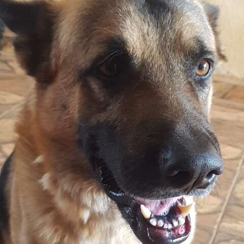 Viu o Boris? Pastor alem&atilde;o desaparece ap&oacute;s sair de quintal no Itamarac&aacute;