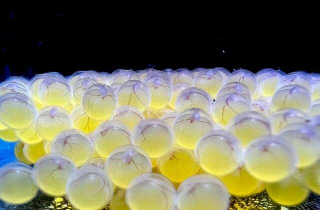 Bioparque Pantanal atinge marca de 100 esp&eacute;cies reproduzidas sob cuidado humano