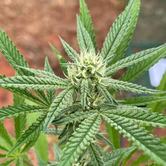  Evento itinerante de cannabis medicinal chega à UFMS nesta sexta