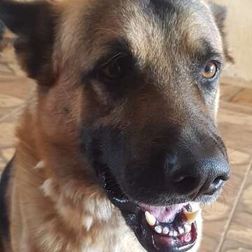 Viu o Boris? Pastor alem&atilde;o desaparece ap&oacute;s sair de quintal no Itamarac&aacute;