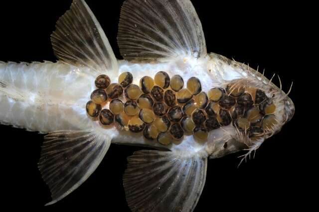 Bioparque Pantanal atinge marca de 100 esp&eacute;cies reproduzidas sob cuidado humano