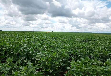 Importa&ccedil;&atilde;o de fertilizantes despenca em MS e d&oacute;lar eleva custo da safra 2026