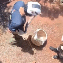 Jiboia &eacute; resgatada entre muros de resid&ecirc;ncias no Jardim It&aacute;lia