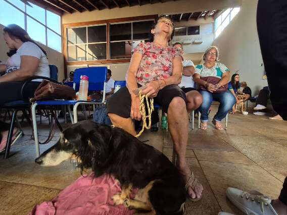 Quer castrar o seu animal? Veja aqui como fazer o cadastro e em quais bairros