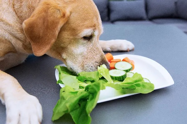 Veterinária alerta que nem todo vegetal é seguro para cão e gato