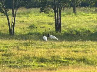 Tuiui&uacute;, s&iacute;mbolo do Pantanal, tamb&eacute;m aparece em outras regi&otilde;es do Pa&iacute;s