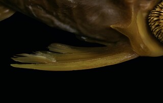 Pouco conhecidos, peixes pe&ccedil;onhentos podem ajudar na descoberta de medicamentos