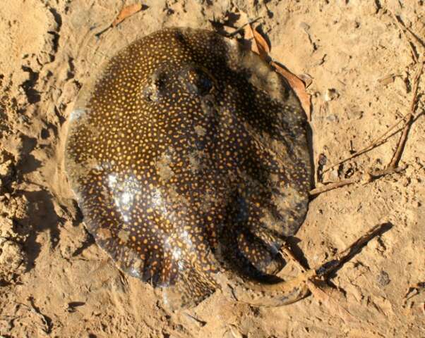 Pouco conhecidos, peixes pe&ccedil;onhentos podem ajudar na descoberta de medicamentos