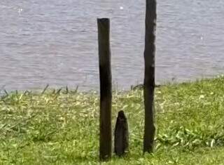 Ana rezou em parque e a imagem de Nossa Senhora "apareceu" na grama