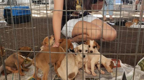 Feira de ado&ccedil;&atilde;o de c&atilde;es resgatados acontece neste domingo