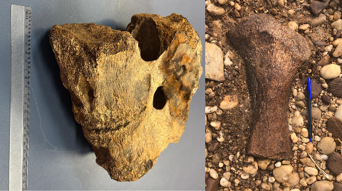 Achados em MS, f&oacute;sseis revelam passado de 4 mil a 550 milh&otilde;es de anos na Terra