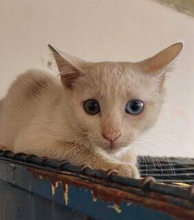 Chapad&atilde;o ter&aacute; monitoramento ap&oacute;s n&uacute;mero de gatos e c&atilde;es abandonados crescer 