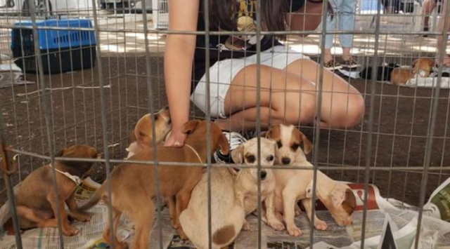 Feira de ado&ccedil;&atilde;o de c&atilde;es resgatados acontece neste domingo