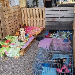 Chapad&atilde;o ter&aacute; monitoramento ap&oacute;s n&uacute;mero de gatos e c&atilde;es abandonados crescer 