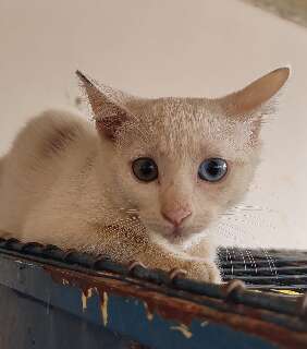 Chapad&atilde;o ter&aacute; monitoramento ap&oacute;s n&uacute;mero de gatos e c&atilde;es abandonados crescer 
