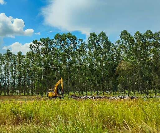 Assembleia discute impactos ambientais do avan&ccedil;o do eucalipto em MS 