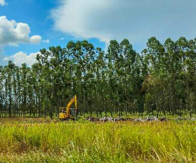 Assembleia discute impactos ambientais do avan&ccedil;o do eucalipto em MS 