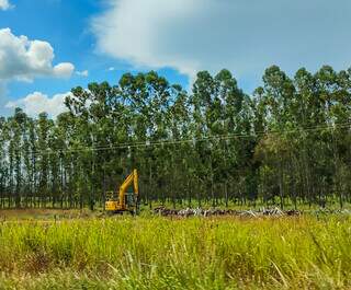 Assembleia discute impactos ambientais do avan&ccedil;o do eucalipto em MS 