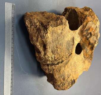 Achados em MS, f&oacute;sseis revelam passado de 4 mil a 550 milh&otilde;es de anos na Terra