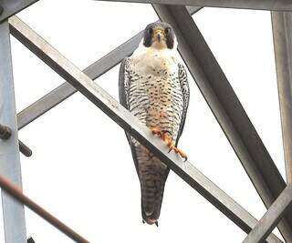 No caminho das aves do mundo, Campo Grande re&uacute;ne cerca de 400 esp&eacute;cies