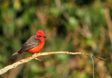 No caminho das aves do mundo, Campo Grande re&uacute;ne cerca de 400 esp&eacute;cies
