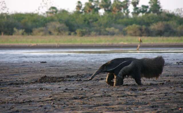 Plano nacional contra desertifica&ccedil;&atilde;o prev&ecirc; ampliar &aacute;reas protegidas no Pantanal