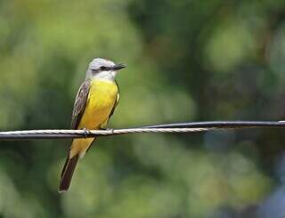 No caminho das aves do mundo, Campo Grande re&uacute;ne cerca de 400 esp&eacute;cies
