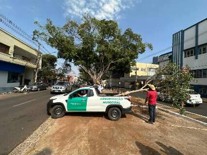 Figueiras centen&aacute;rias &ldquo;renascem&rdquo; e ganham novo espa&ccedil;o na Avenida Mato Grosso
