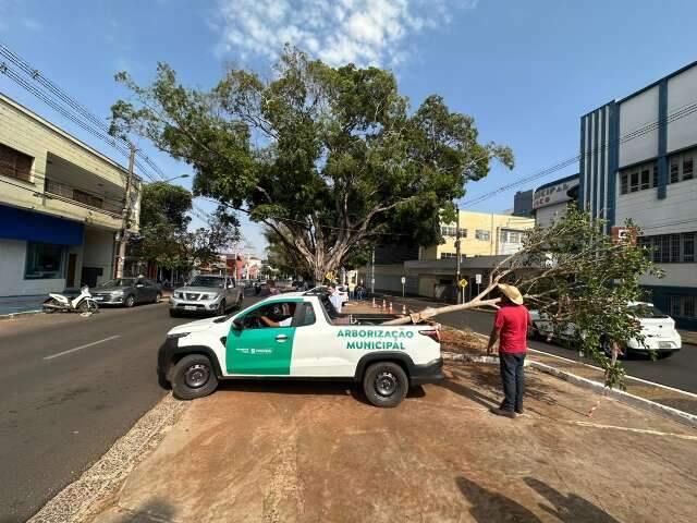 Figueiras centen&aacute;rias &ldquo;renascem&rdquo; e ganham novo espa&ccedil;o na Avenida Mato Grosso