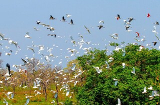MS se organiza para receber COP15 e coloca Capital no centro do debate ambiental