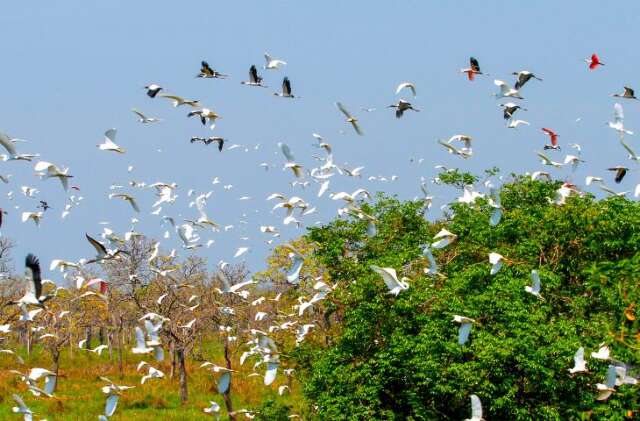 MS se organiza para receber COP15 e coloca Capital no centro do debate ambiental