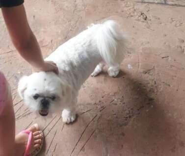 Fam&iacute;lia pede ajuda para encontrar Mel, shih-tzu desaparecida no Monte Castelo
