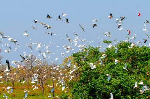 MS se organiza para receber COP15 e coloca Capital no centro do debate ambiental
