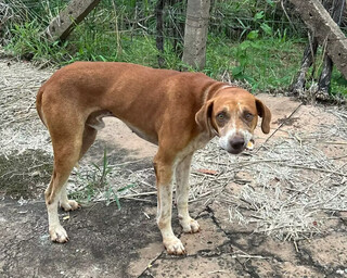 Procura-se tutor de cachorro caramelo que perambula perto do Clube Estoril