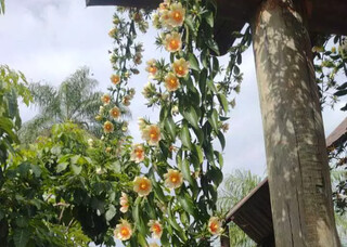 Ora-pro-n&oacute;bis floresce, surpreende o povo e vira esperan&ccedil;a para abrigo