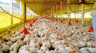 Iagro abre consulta p&uacute;blica sobre controle de salmonella na avicultura