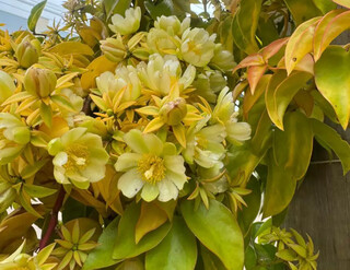 Ora-pro-n&oacute;bis floresce, surpreende o povo e vira esperan&ccedil;a para abrigo