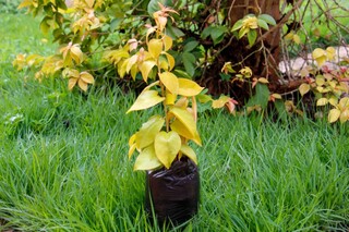 Ora-pro-n&oacute;bis floresce, surpreende o povo e vira esperan&ccedil;a para abrigo