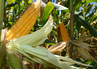 Programas criam selo de baixo carbono para produ&ccedil;&atilde;o de milho e sorgo