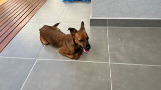 Vira-latinha caramelo busca fam&iacute;lia para adot&aacute;-la com amor