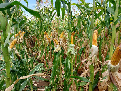Programas criam selo de baixo carbono para produ&ccedil;&atilde;o de milho e sorgo
