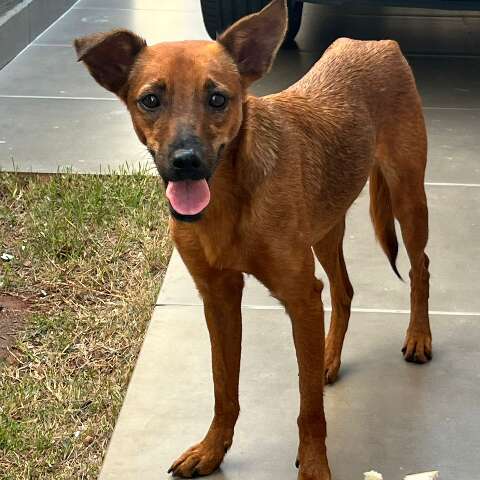 Vira-latinha caramelo busca fam&iacute;lia para adot&aacute;-la com amor